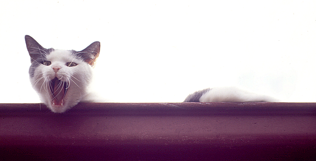 cat-on-the-roof-1504287