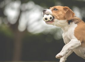 Beagle dog playing with soccer ball